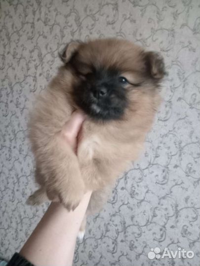 Щенки малого немецкого шпица