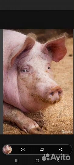 Хряк на племя