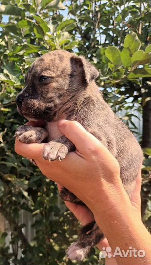 Щенки Амстафф