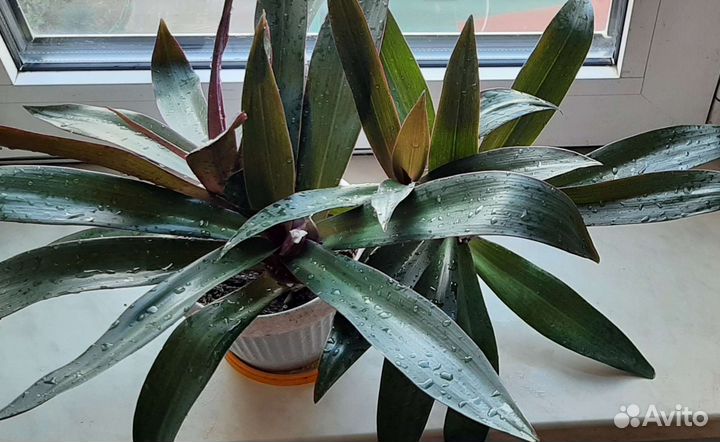 Рео. спатифиллум