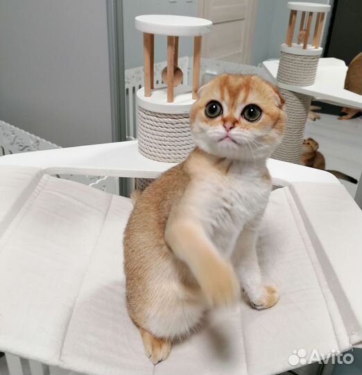 Шотландская вислоухая золотая шиншилла