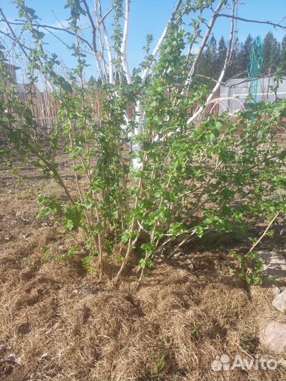 Саженцы черной смородины