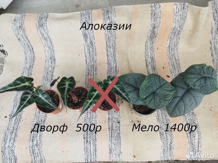Алоказии в ассортименте и Антуриум