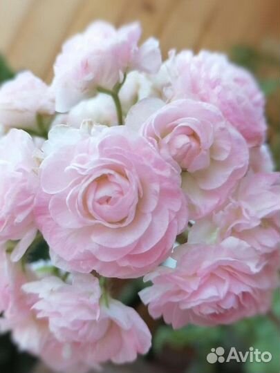 Та Эммануэль пеларгония