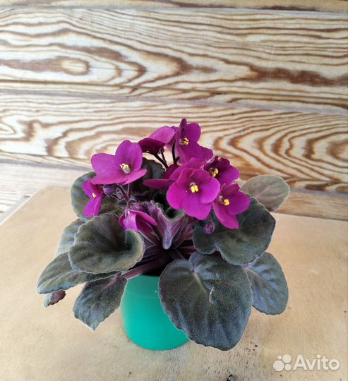 Фиалки, тидея