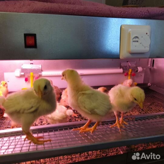 Цыплята