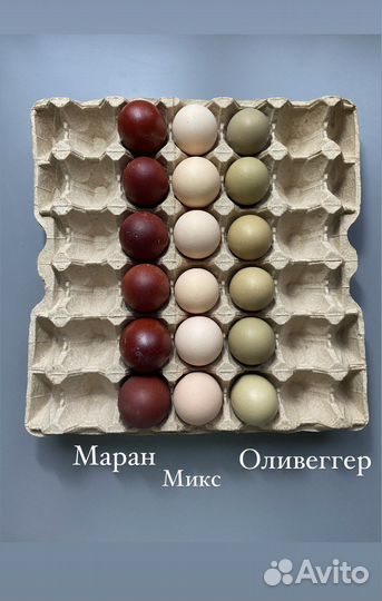 Инкубационное яйцо цветной микс