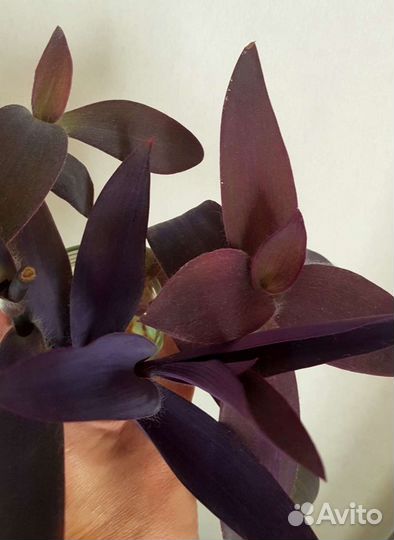 Сеткреазия пурпурная