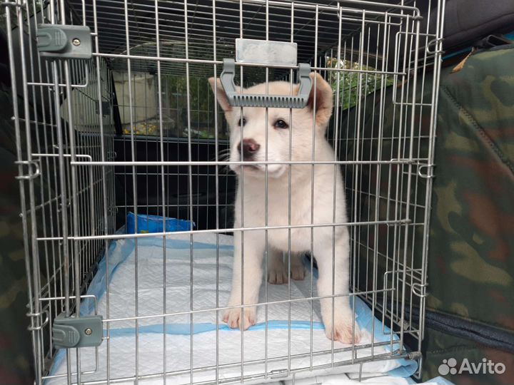 Зоотакси - перевозка собак и кошек по Перми