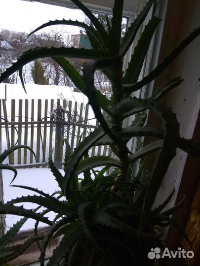 Алоэ столетник