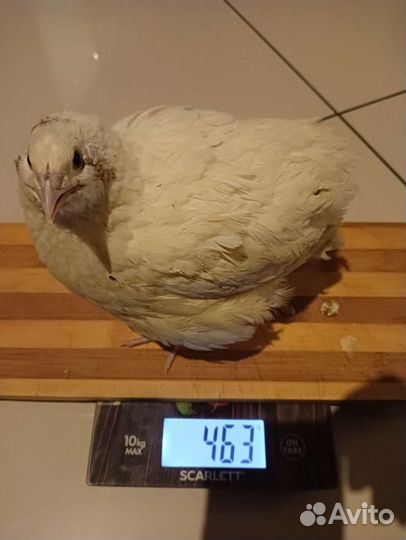 Яйцо перепелиное, куриное пищевое