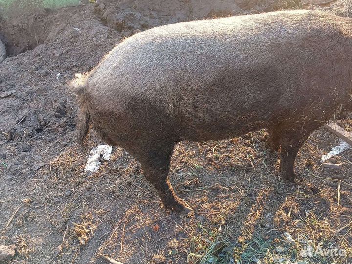 Хряк, венгерской мангалицы