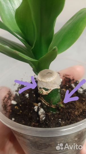 Пальма драцена