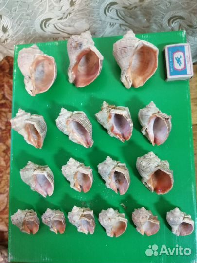 Морские ракушки