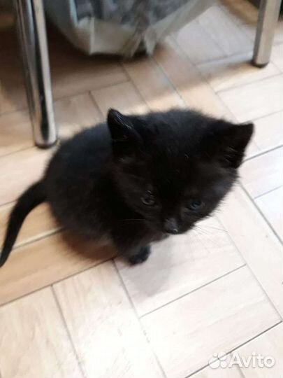 Кошка в дар