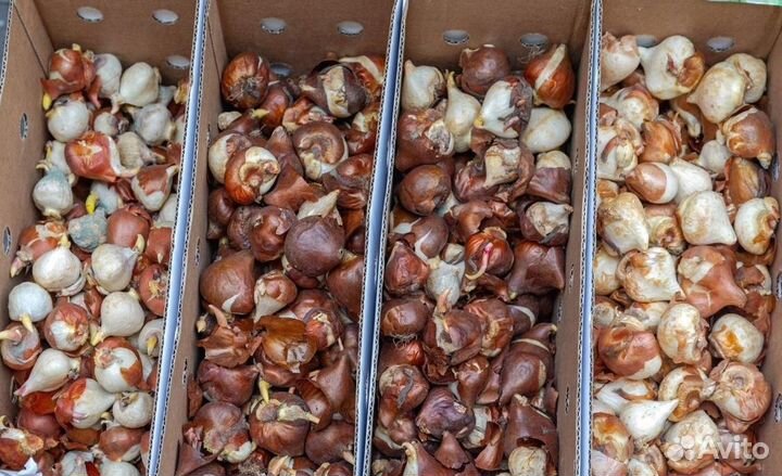 Луковицы тюльпанов для выгонки