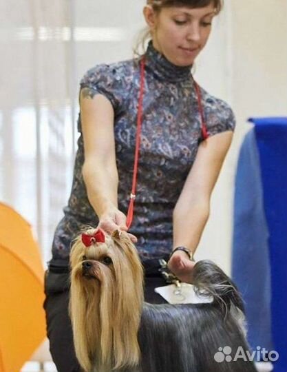 Йоркширский терьер девочка