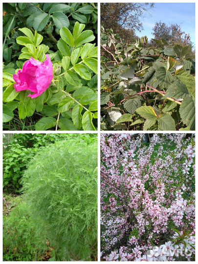 Кустарники саженцы