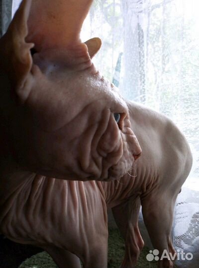 Кот приглашает на вязку