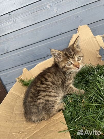 Котёнок (девочка)