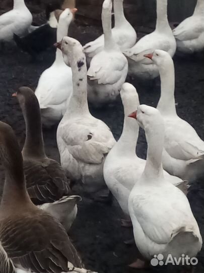 Инкубационное яйцо гусиное