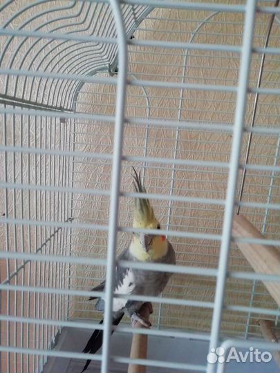 Попугай корелла мальчик