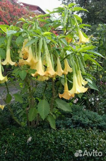 Бругмансия