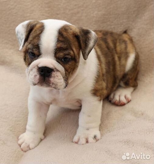 Щенки английского бульдога