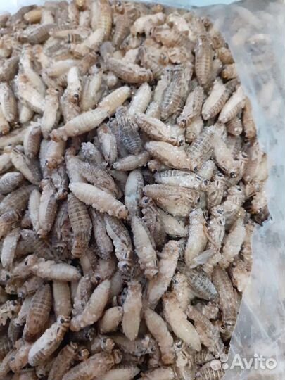 Сверчки домовые (корм для стрижей)