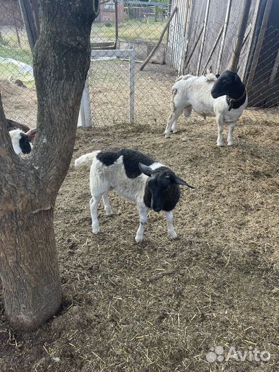 Баранчики дорпер