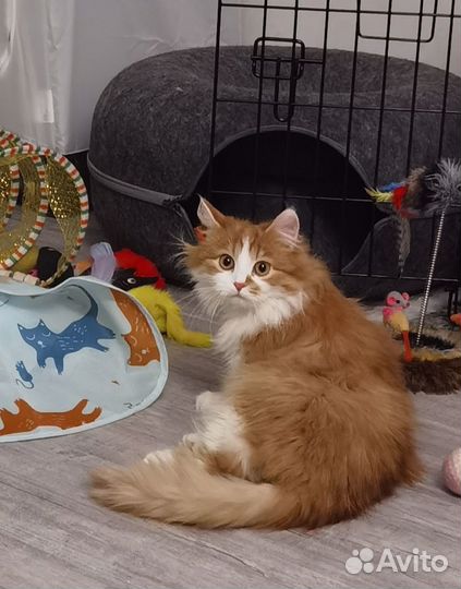 Котик в добрые руки