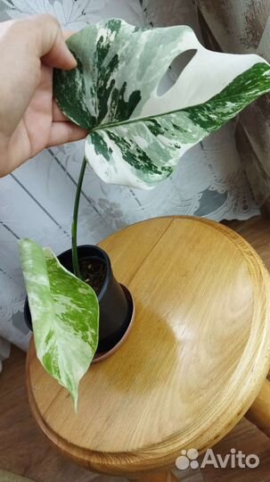 Монстера, Эпипремнум