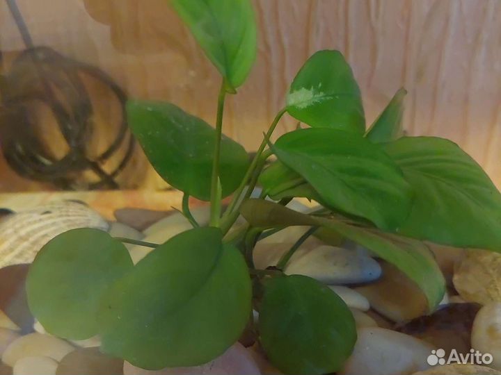 Аквариум с торгом