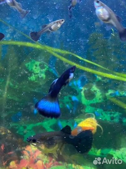 Гуппи малахит