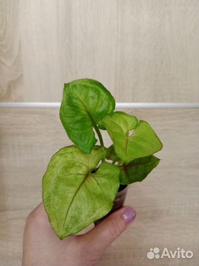 Сингониумы сортовые