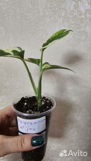 Эпипремнум Сциндапсус Энджой