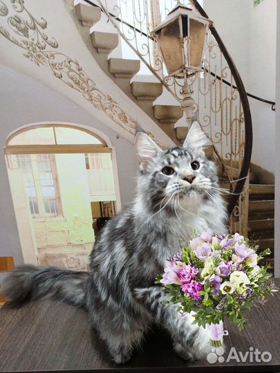 Кошка