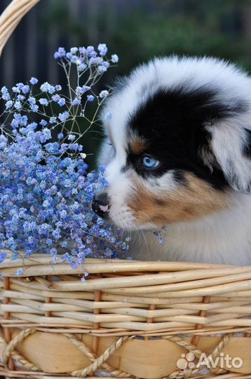 Щенки аусси