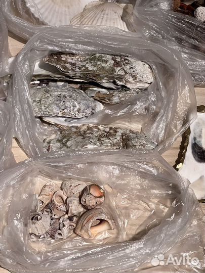 Ракушки, мидии, усрицы, морские ежи, декор