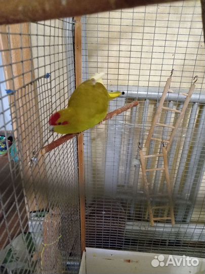 Попугаи какарики