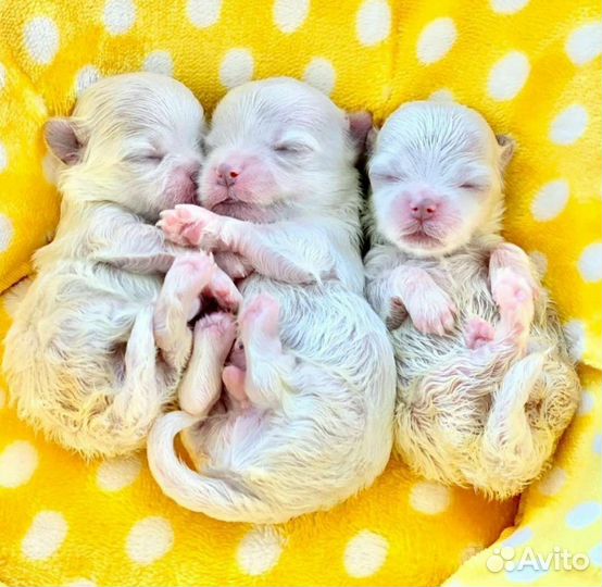 Мальтезе микро