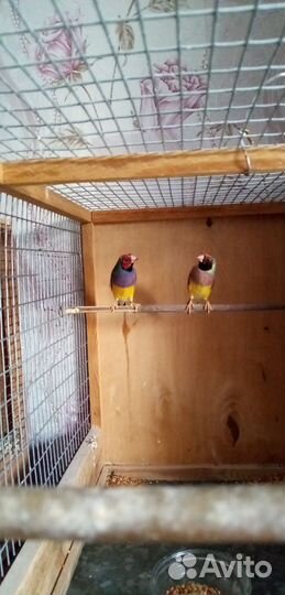 Амадины Гульда саратовская область г Красный кут