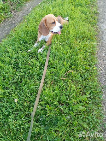 Вязка кобель бигль