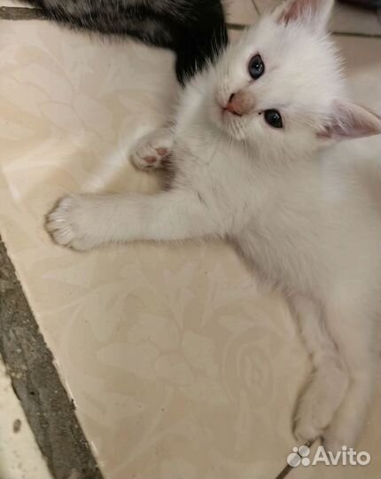 Кошка в дар бесплатно