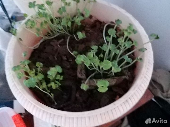 Рассада помидор черри