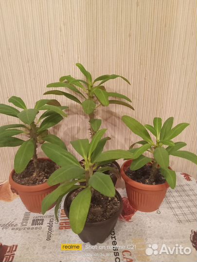 Молочай миля