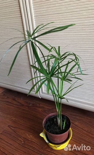 Циперус папирус