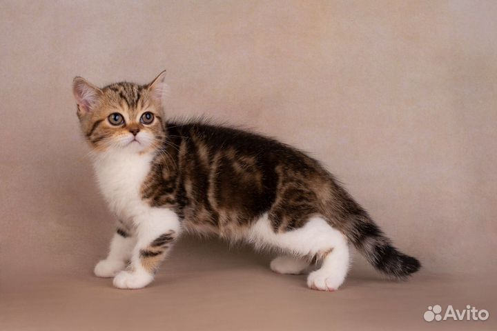 Котик страйт