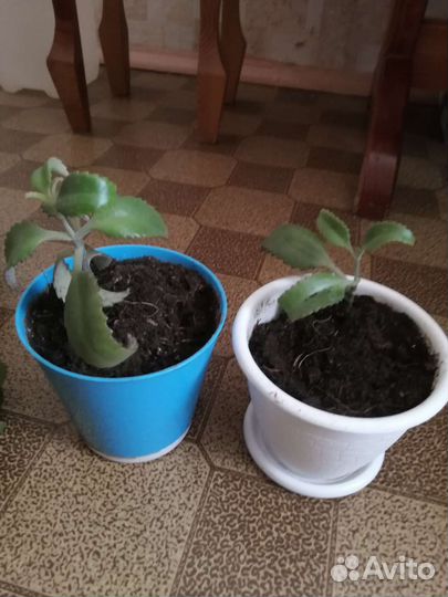 Каланхоэ лечебное