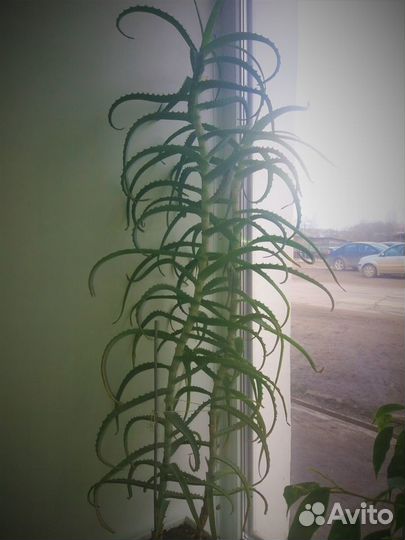 Денежное деревце